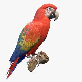 Scarlet Macaw 3D model
